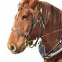 cheval cheval